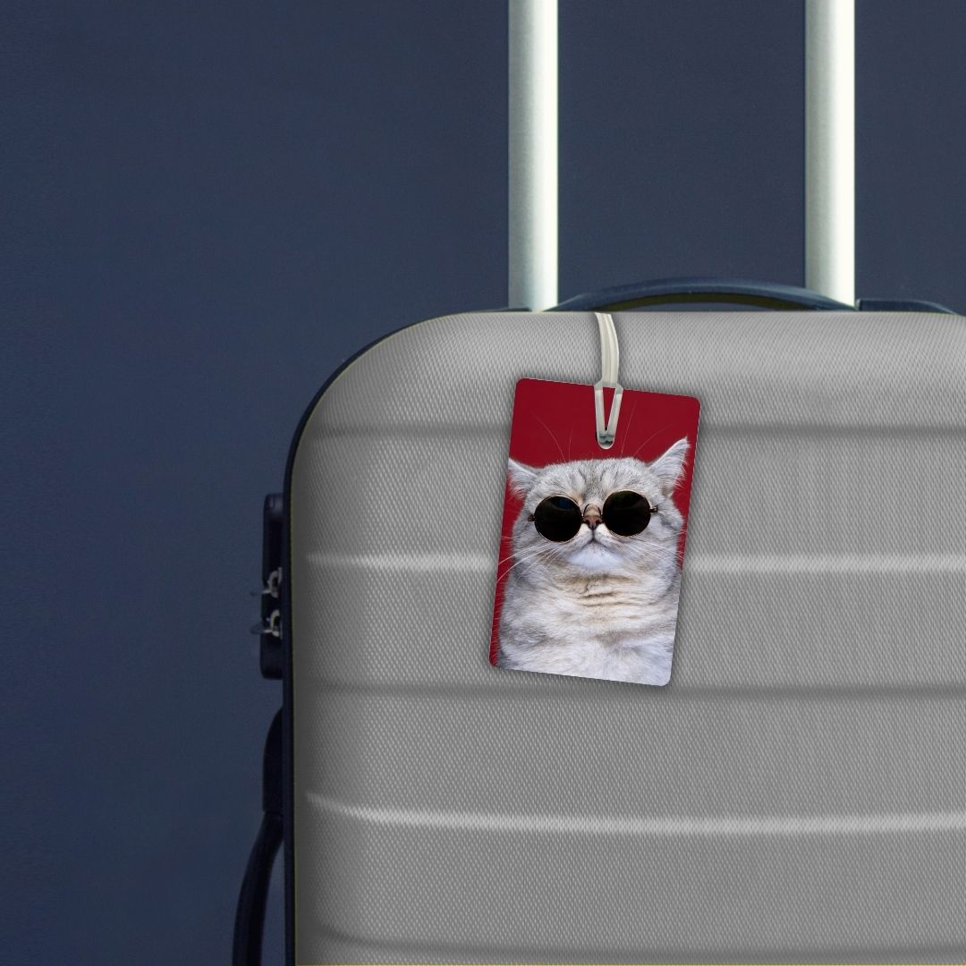 Cat with sunglasses