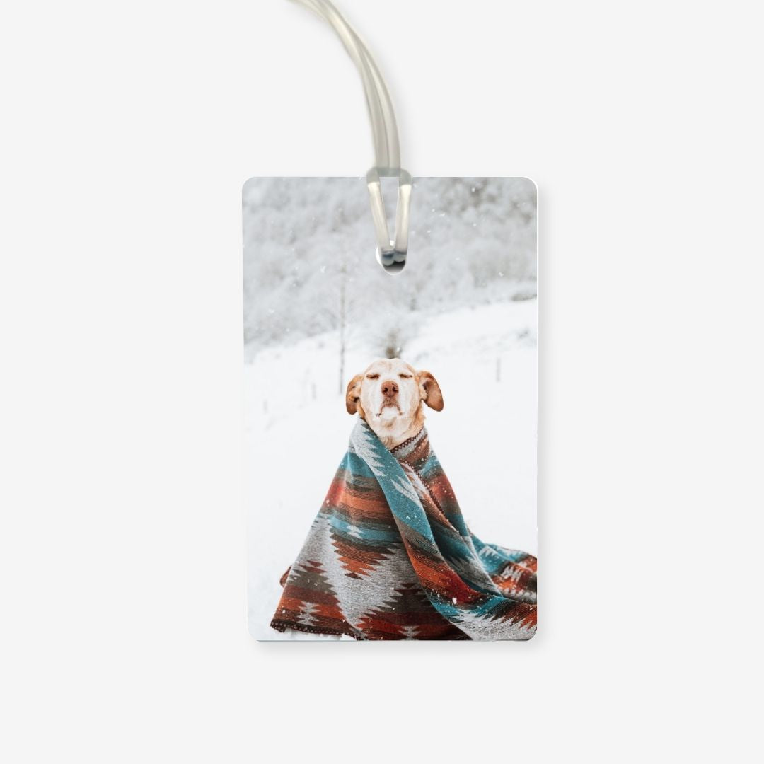 Dog in the snow